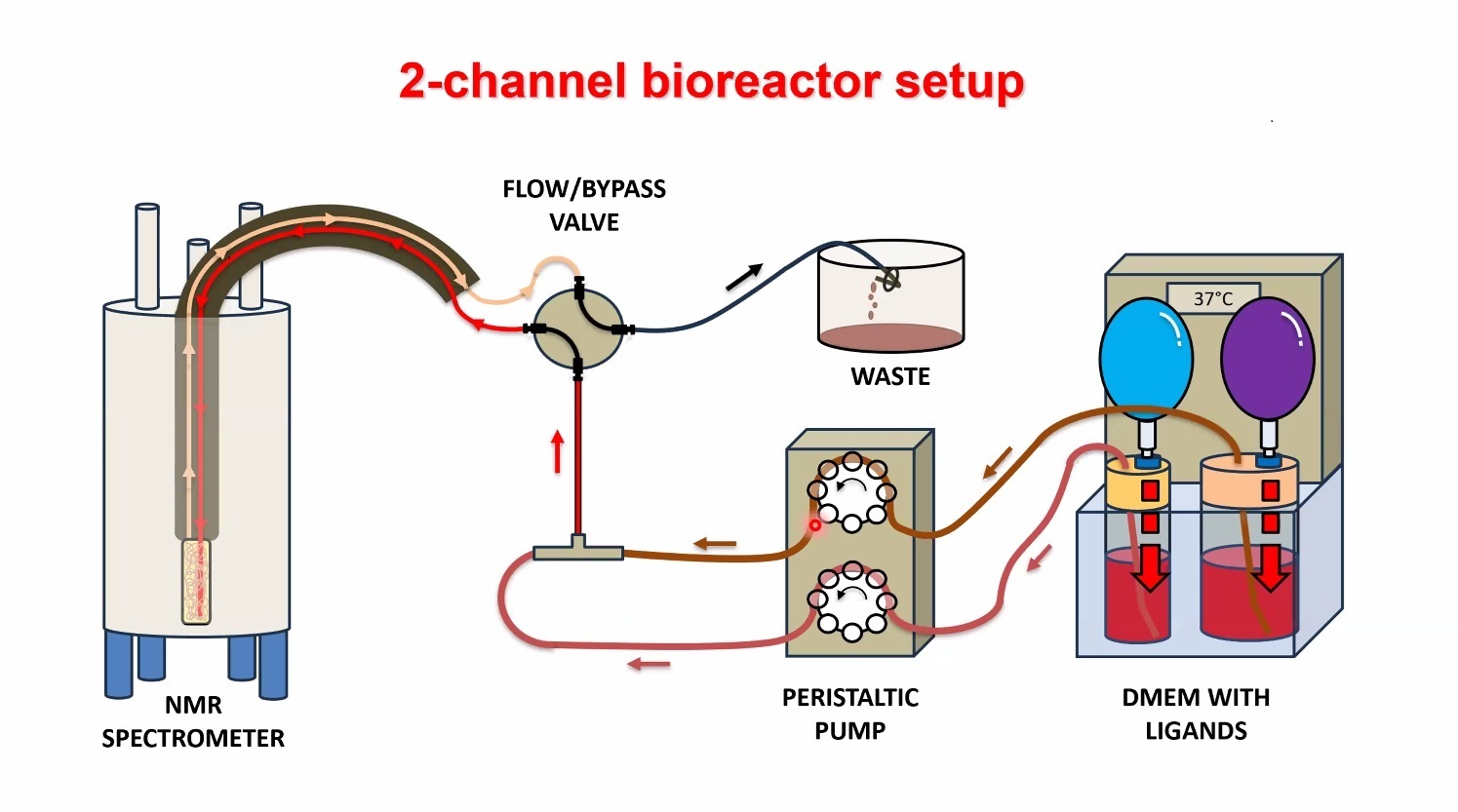 2-channel_bioreactor_setup2.jpg